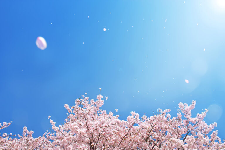 【NAYUTAS川崎校】川崎周辺お花見スポット🌸