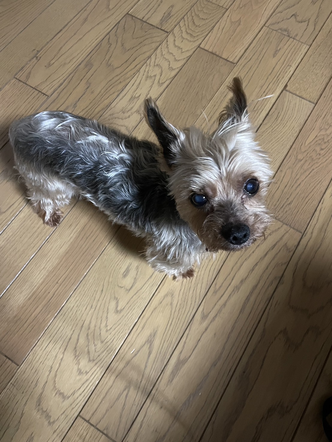 トリミングに行って来ました。