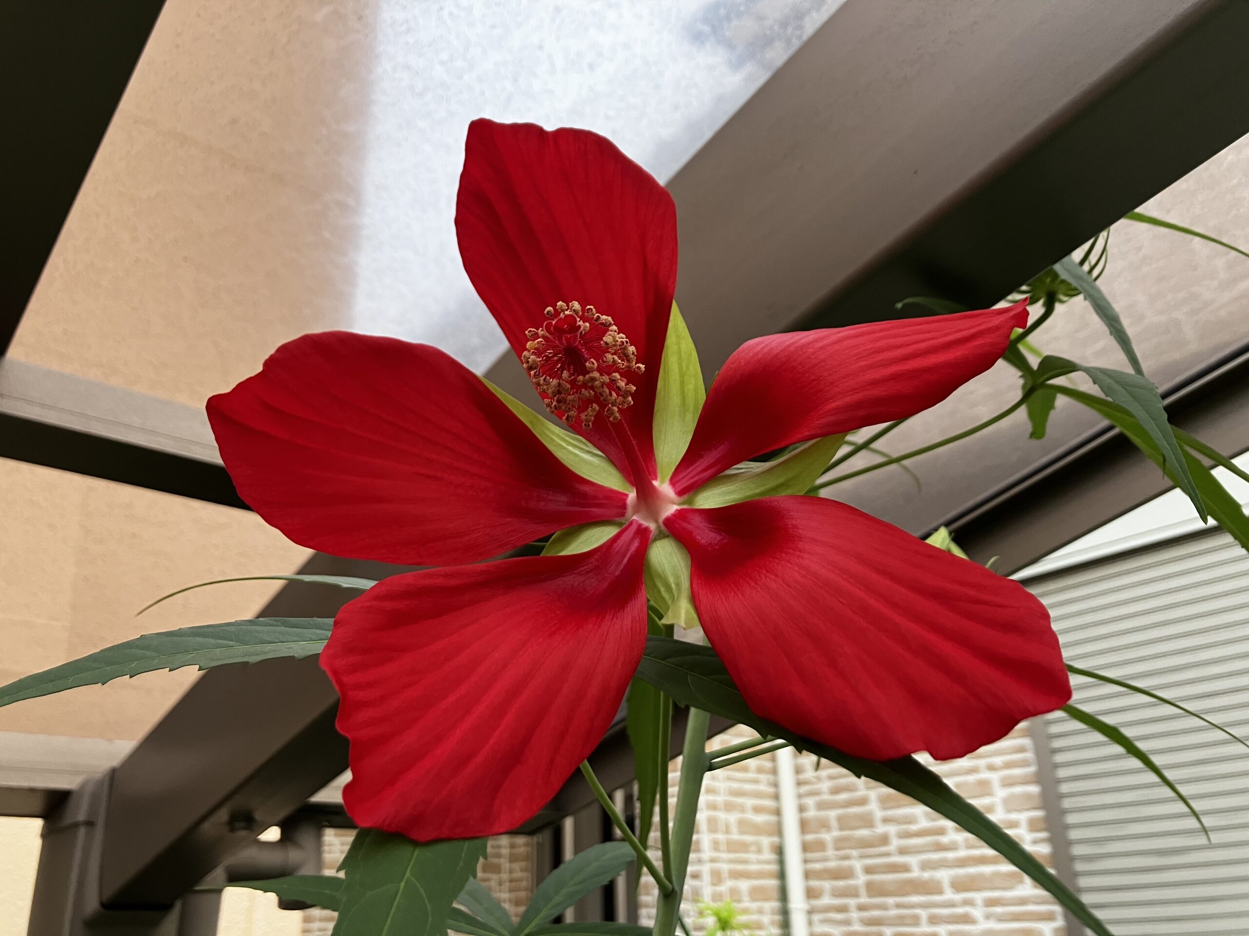 モミジアオイ開花