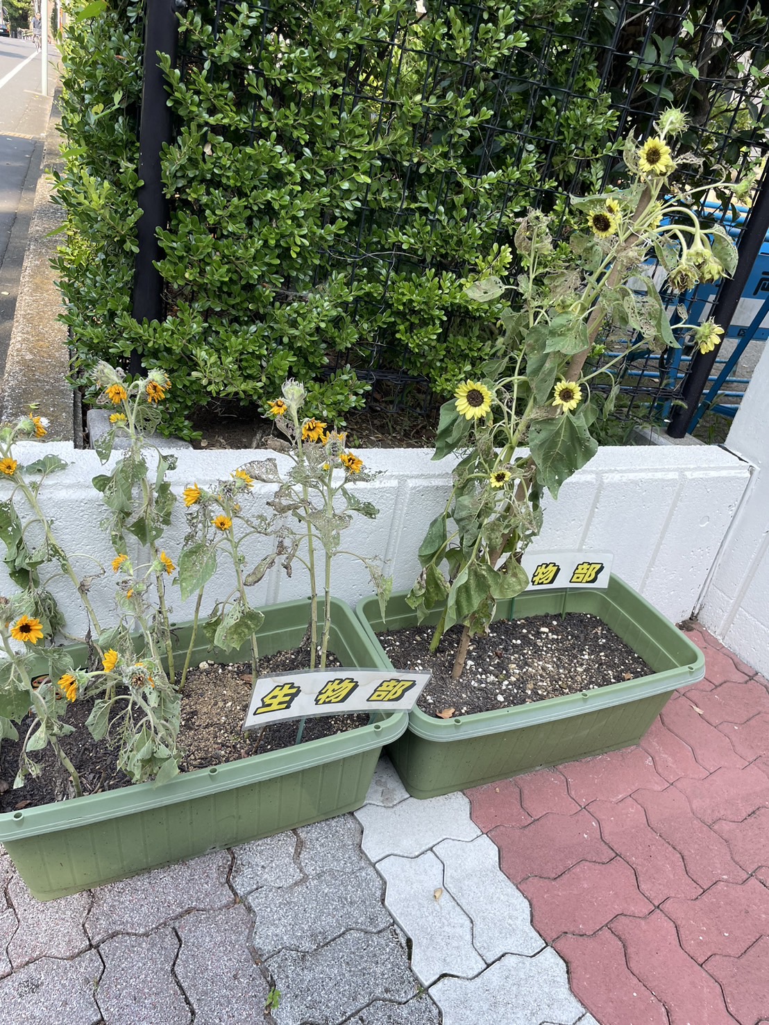 小さなひまわり🌻(ヒマワリ)