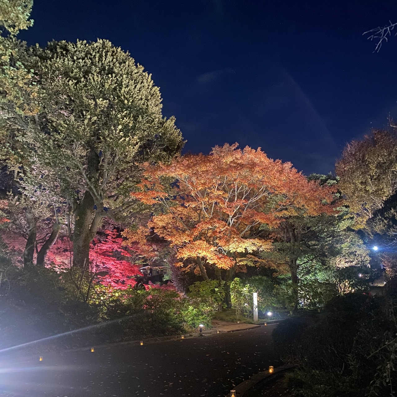 紅葉のライトアップ
