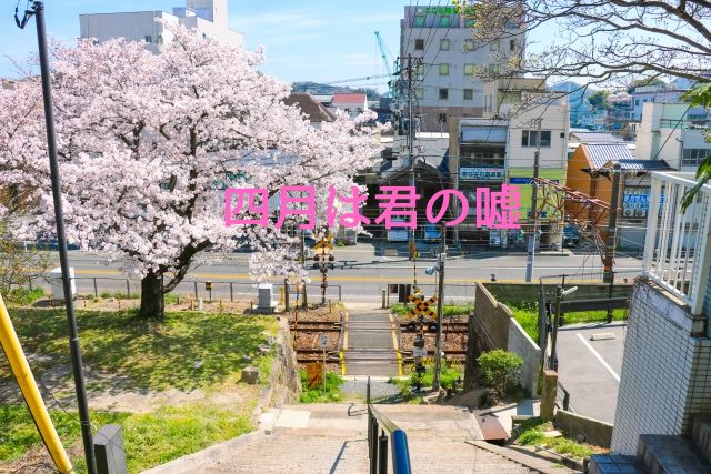 満開の踏切の桜