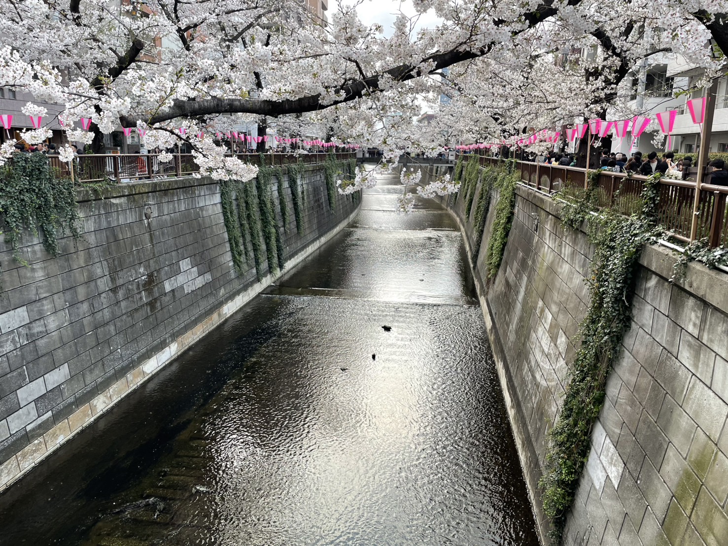 速報 満開 目黒川の桜🌸