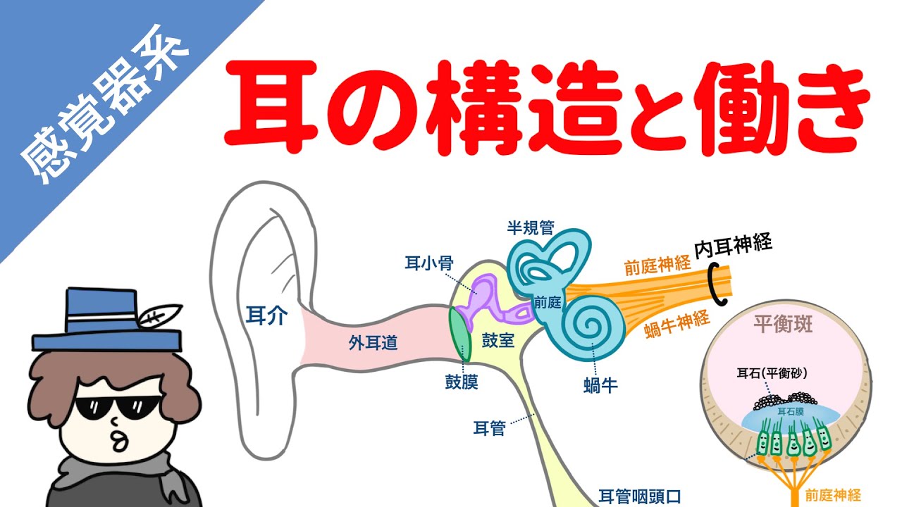聴力の仕組み｜NAYUTAS ナユタス 豊中校｜ボイトレ＆ダンス