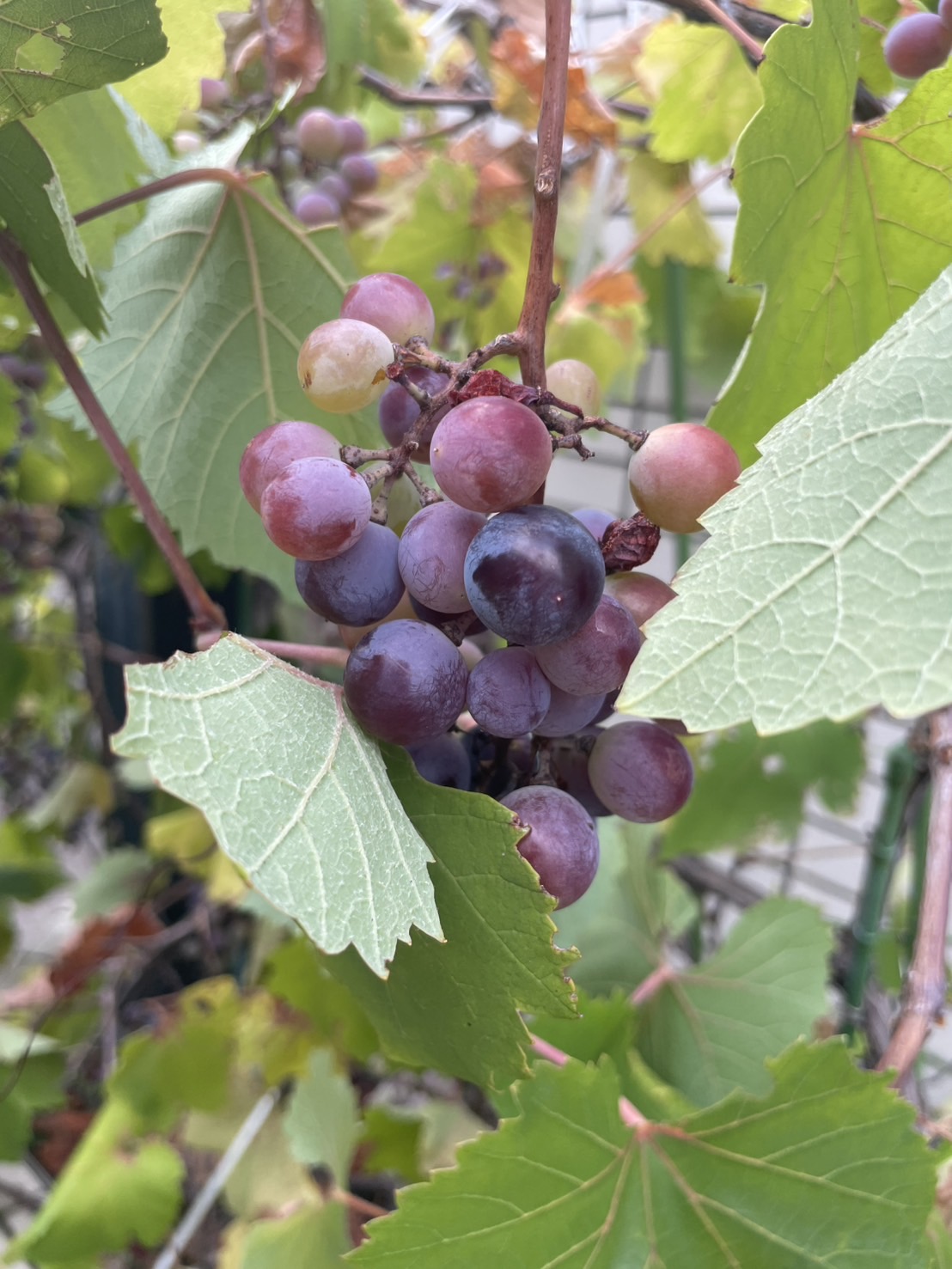 ご近所のぶどう🍇