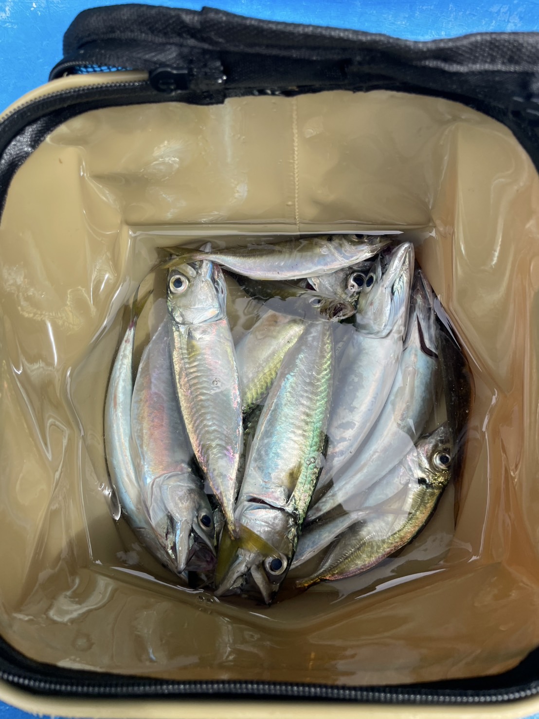 🎣釣りとボイトレの意外な共通点！？
