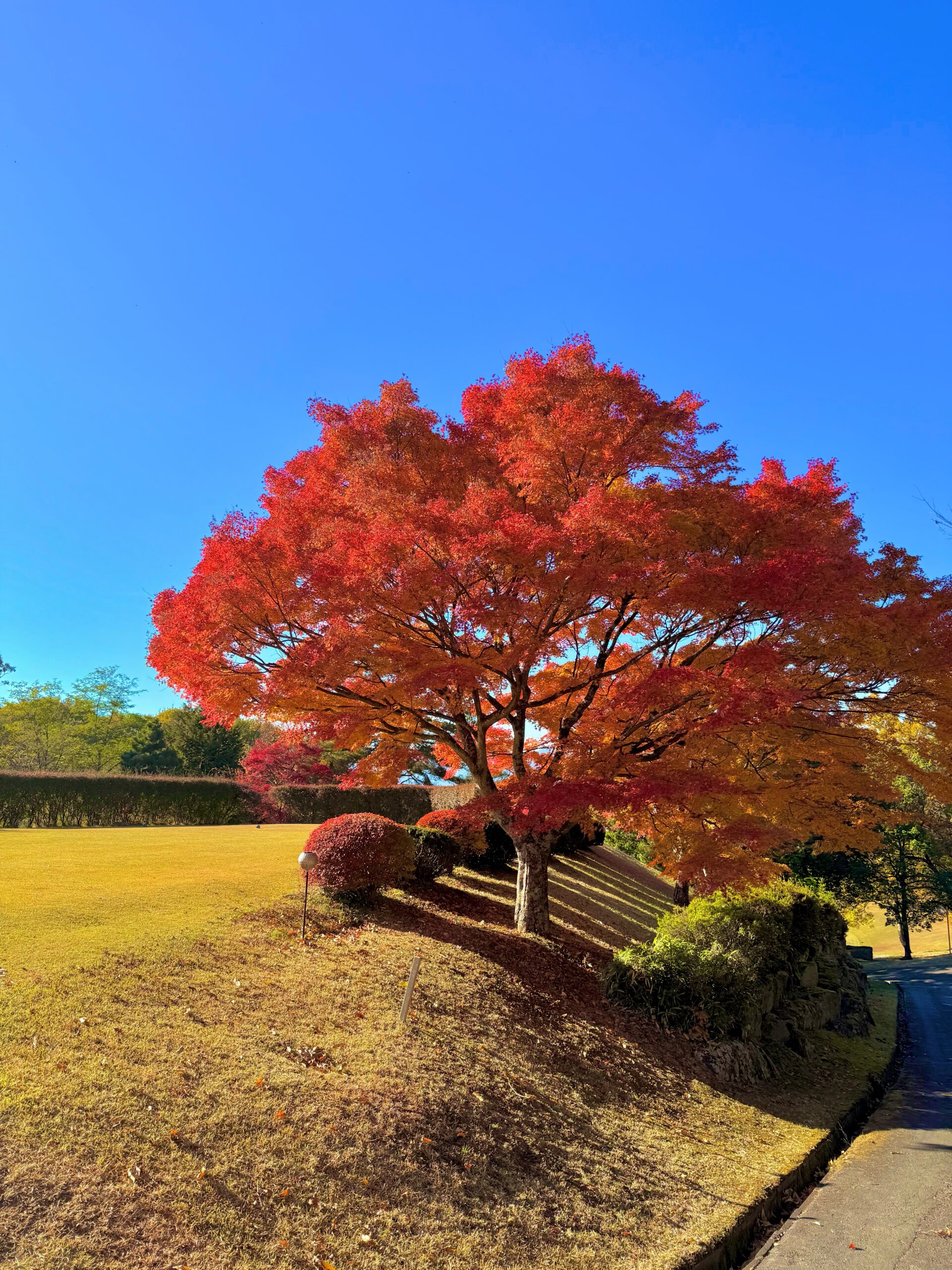 紅葉