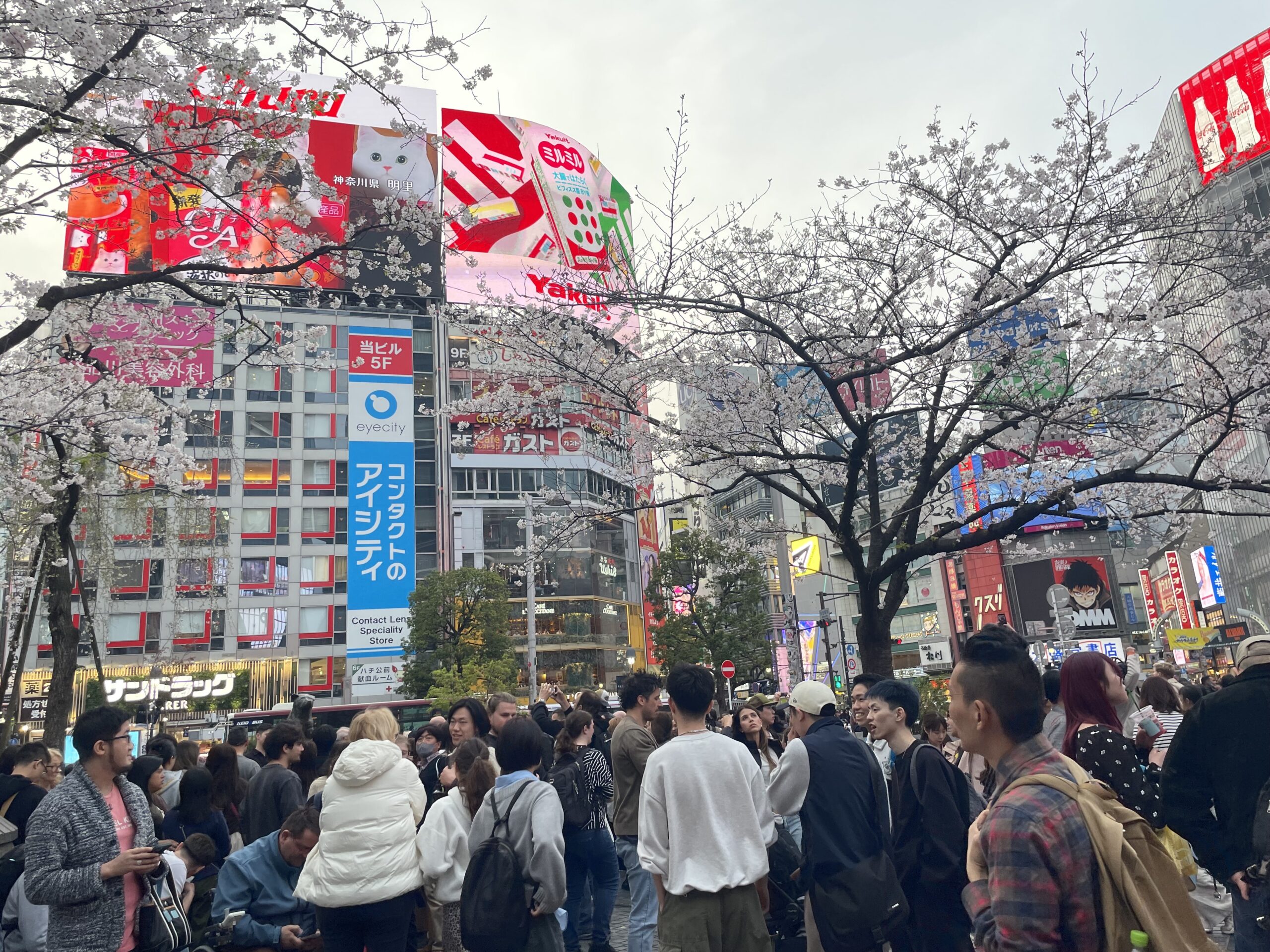 ハチ公前の桜🌸