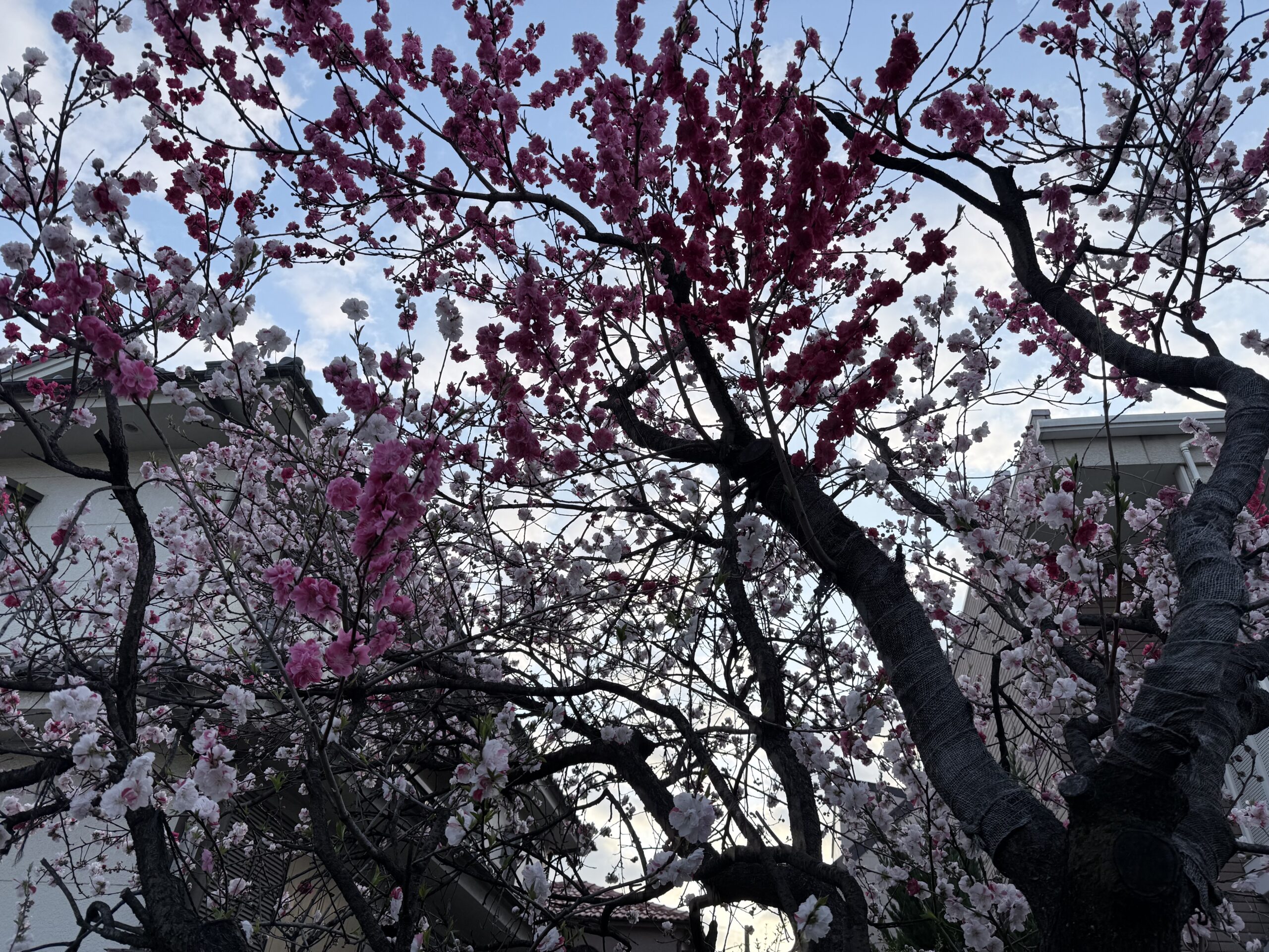 2色の桜